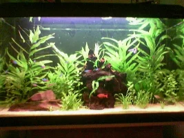 1 months progress on my new 125l