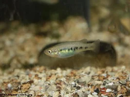 The Green Swordtail and other "wild" colors of livebearers.