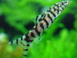 Some Of Our Fish, And Our Tank