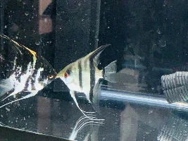 Help with Angelfish fry