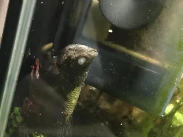 Was my beta fish electrocuted??