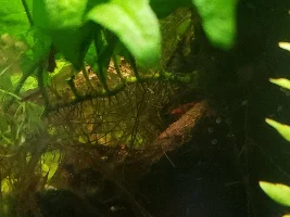 Please share pictures of plants attached to driftwood, stone, etc.