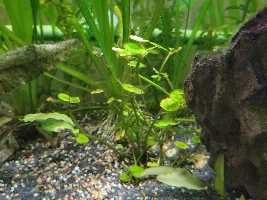 What Plants/supplies would I need for a Tank to Look Like This?