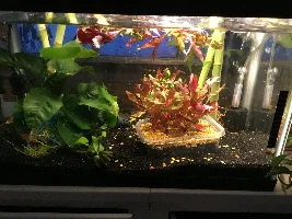 5 gallon betta biotope journal
