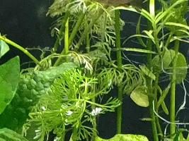 New tetras.. 2 died