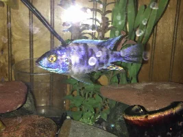 Former Newbie's African Cichlid Experience