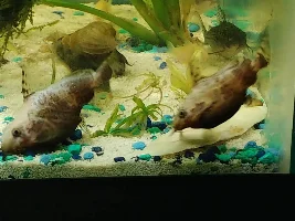 are my Upside down catfish ok?