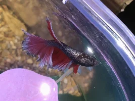 Rescued Betta