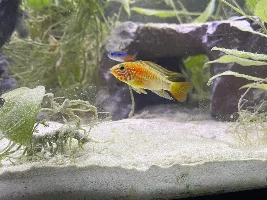 Apisto Gendering