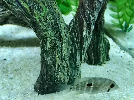 Green terror or blue acara