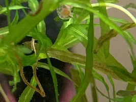 Are these snails? If so safe or not