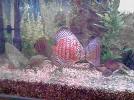 New Discus