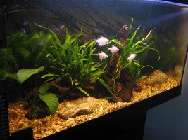 My 21 Gallon Community - The Progress