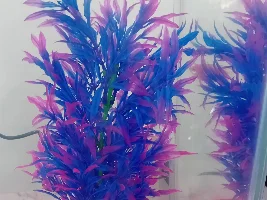 Black molly fish, is she pregnant photo doesn't do any justice its a little more noticeable in person