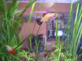 Post Your Bes Livebearer Pics Here!:p:p