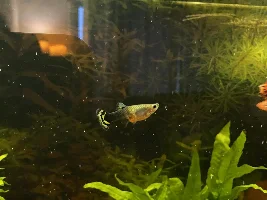 Swollen lump near anal fin in female guppy