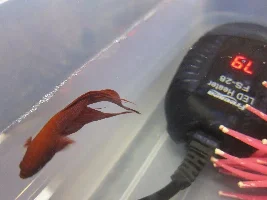 Betta Fin Problem