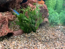 Fluval shaker light app