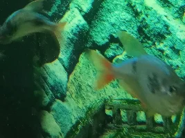 Mysterious patches on my tetras