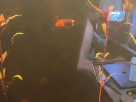 The great rebuild of my 55 gallon fish tank.