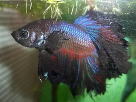 Trimming Betta's Tail.