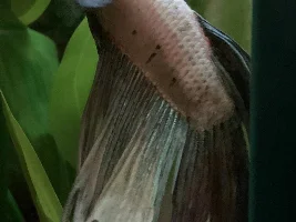 Share your bettas