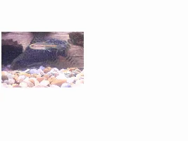 Synodontis Apreciation Forum/club