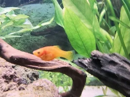Molly or Platy?