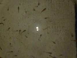 Newish Fry