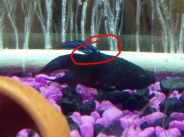 Holey Fins?