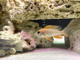 Please Help ID/Sex These New Peacocks