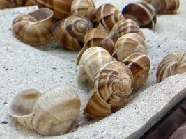 Are they two males or a male and a female or maybe two females?
