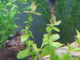 Leaves turning red?