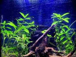 Tank Updates