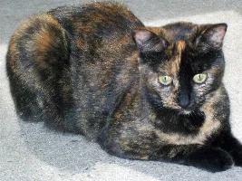 VOTE NOW - January 2024 Pet of the Month Contest