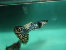 Dumbo dragon guppies