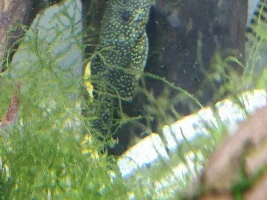 Gold nugget L081 not eating and changing colour