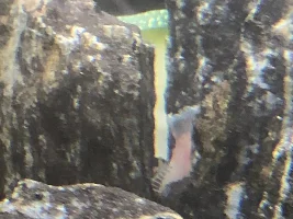 Snow White Ancistrus Problems . Relatively Urgent .