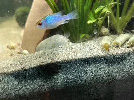 Ram cichlid