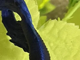 Should I use medication for my betta with dropsy?