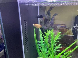 I think something is wrong with my silvertip