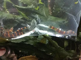 Planted Betta Sorority (Pic Heavy)