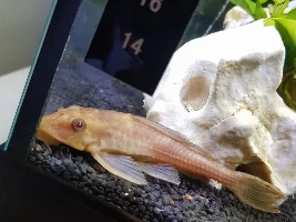 What is this pleco?!