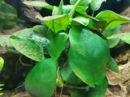 Major Tank Issue - Massive Algal Growth, Plants Dying, Help!
