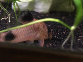 Red Blotch Disease?