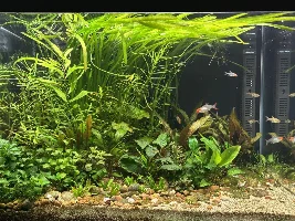 VOTE NOW: January 2026 Tank of the Month Contest (17-30 US gallons)
