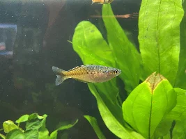 Boesmani rainbowfish mouth circle cyst