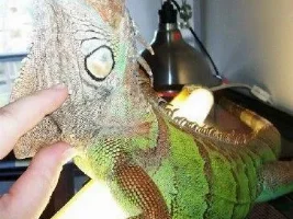 Introducing my green Iguana