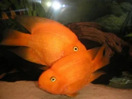 Large Parrot Fish!!!