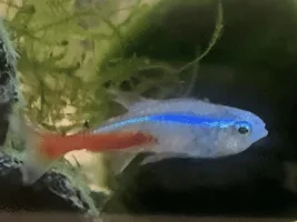 Sick Neon Tetra!